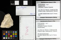 Foto (Objekt + Etiketten) von Cyclothyreus sp. 